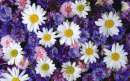Printed Wafer Paper - Daisys